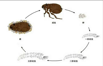 專滅跳蚤